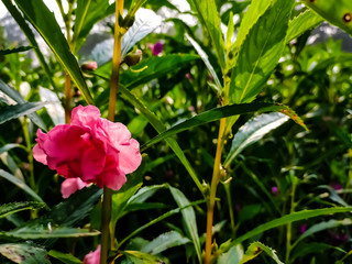 Impatiens balsamina, commonly known as balsam, garden balsam, rose balsam, touch-me-not or spotted snapweed, is a species of plant native to India and Myanmar.