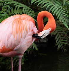 Pink flamingo with a white face, black beak, and pale yellow eye is curling its long neck to clean...