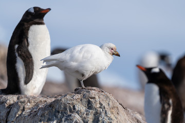 Fototapeta premium Snowy Sheathbill bird near near Waterboat Point in Antarctica