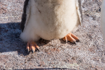 Gentoo Penguin feet in Antarctica
