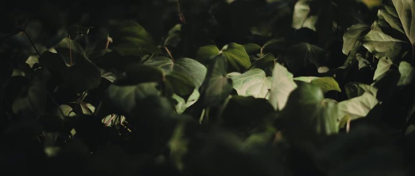 Flecks of sunlight on english ivy green leaves. CLOSE UP, SLOW MOTION, SHALLOW DOF. Nature background, cinematic b-roll. BMPCC 4K