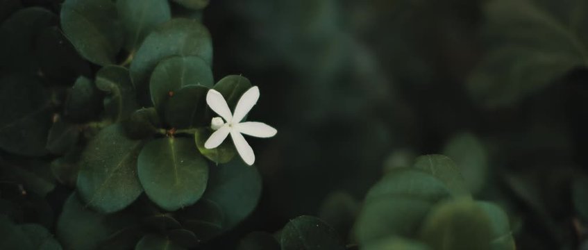 White flower of Carissa macrocarpa plant with deep green leaves. CLOSE UP, SLOW MOTION, SHALLOW DOF. Nature background, cinematic b-roll. BMPCC 4K
