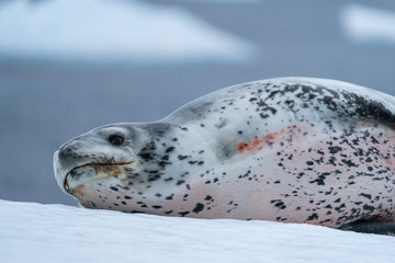 Leopard Seal on Ice floe in Paradise Bay, Antarctica