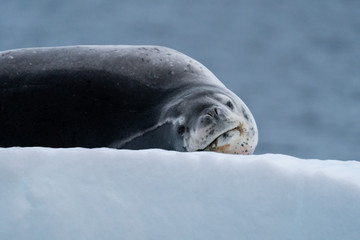 Leopard Seal on Ice floe in Paradise Bay, Antarctica