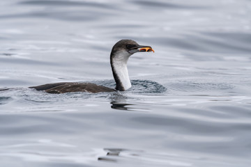 Imperial Shag near Petermann Island in Antarctica