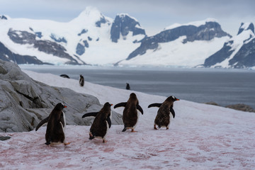 Four Gentoo Penguins walk on red snow in Antarctica © David Katz