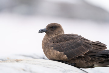 Brown Skua on Petermann Island in Antarctica