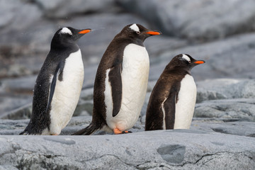 Three Gentoo Penguins on a rock in Antarctica