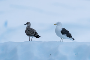 Kelp Gulls on a iceberg in Charlotte Bay, Antarctica