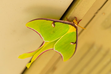 A beautiful Luna Moth, Actias luna, with pink margins, in the spring.