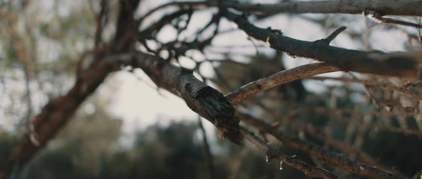 Close up view of dry tree branches with beautiful bokeh background and sun flares. SLOW MOTION, SHALLOW DOF. Nature background, cinematic b-roll. BMPCC 4K