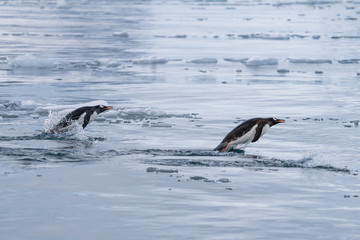 Obraz premium Porposing Gentoo Penguins in icy waters in Antarctica