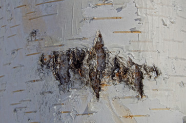 dirty birch bark texture, background
