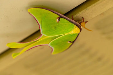 A beautiful Luna Moth, Actias luna, with pink margins, in the spring.