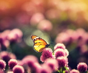 butterfly on a flower