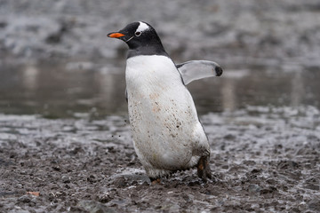 Naklejka premium Gentoo Penguin at Ronge Island at George's Point in Antarctica