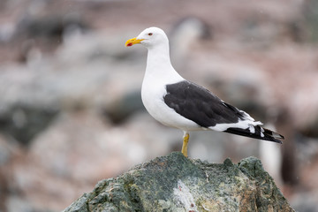 Kelp Gull in Antarctica