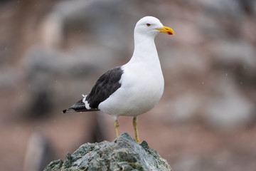 Kelp Gull in Antarctica