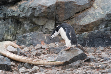 Chinstrap Penguin in Antarctica