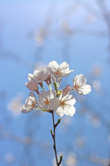 桜 さくら 桜開花 cherryblossom