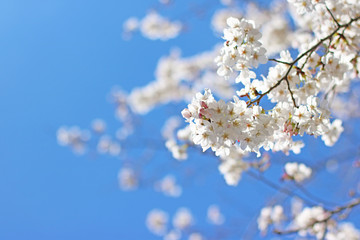 桜 さくら 満開 cherryblossom