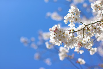 flower_cherry blossom_sakura