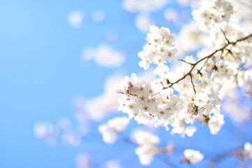 桜 さくら 満開 桜咲く