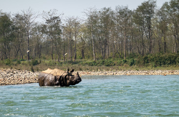 Naklejka na ściany i meble An Endangered One Horned Rhino in a River in Nepal