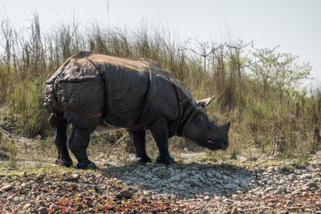 Fototapeta premium An Endangered One Horned Rhino on a River Bank in Nepal