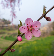 Beautiful Peach Blossoms on the Trees in the Spring