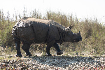 Fototapeta premium An Endangered One Horned Rhino on a River Bank in Nepal