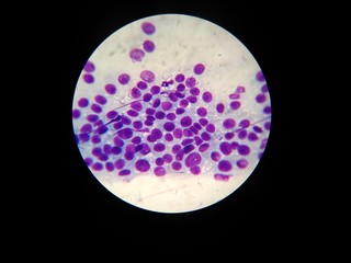 coronavirus in an animal under a microscope