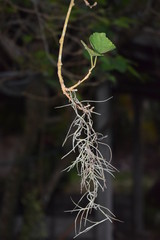 A plant hanging on the tree branch