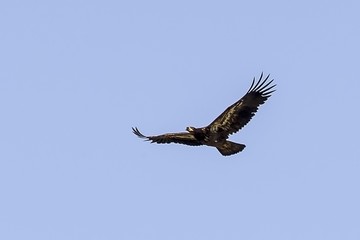 Immature Bald Eagle In Flight