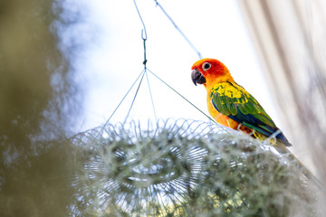 Beautiful colorful Sun Conure parrot bird standing outside cage