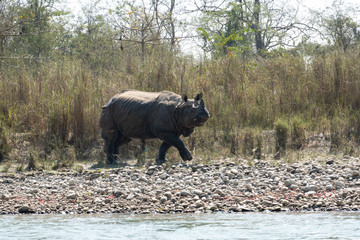 Obraz premium An Endangered One Horned Rhino on a River Bank in Nepal