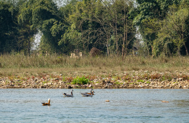 Bar Headed Geese and Ruddy Shelducks Swimming in a River