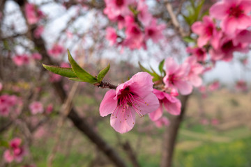 Beautiful Peach Blossoms on the Trees in the Spring