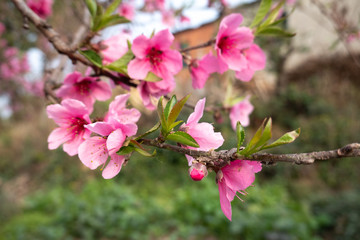 Fototapeta na wymiar Beautiful Peach Blossoms on the Trees in the Spring