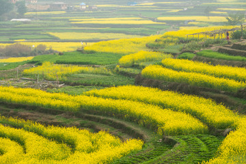 Blooming Mustard Fields of Nepal