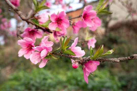 Beautiful Peach Blossoms on the Trees in the Spring