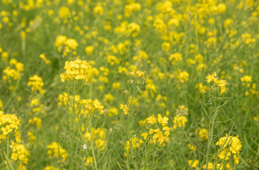 Fototapeta premium Blooming Mustard Fields of Nepal