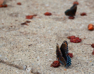 Red Spotted Purple Butterfly
