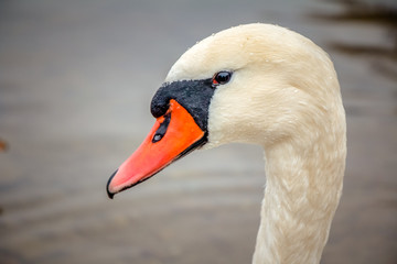 swan © Лом-Али Бисаев