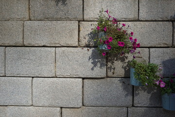 Fototapeta na wymiar Tiny Flower bush in the basket hang on the wall 