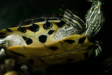 close up of a turtle