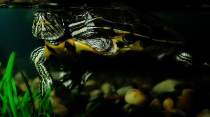 turtle in water