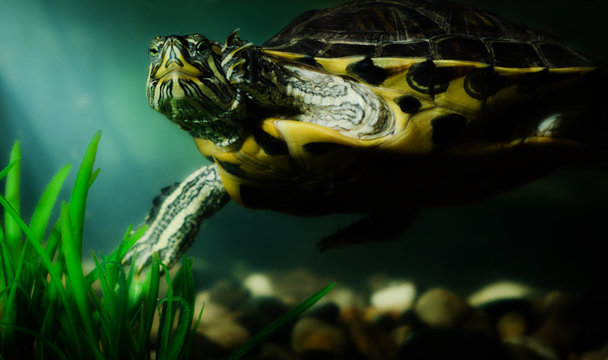 turtle in water
