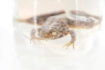 Rough - Slides Frog or Waterdog in formalin glass jar