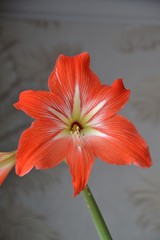 Unpretentious Hippeastrum flower- a luxury home decoration